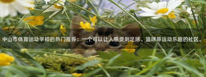 J9官方正版app集团logo：中山市体育运动学校的热门推荐