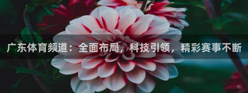 新雨燕体育足球直播：广东体育频道：全面布局，科技引领，精彩赛事不断