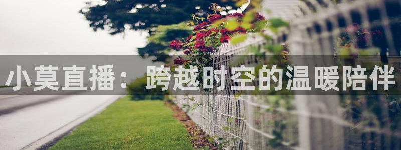 雨燕免费直播在线观看直播足球赛：小莫直播：跨越时空的温暖陪伴